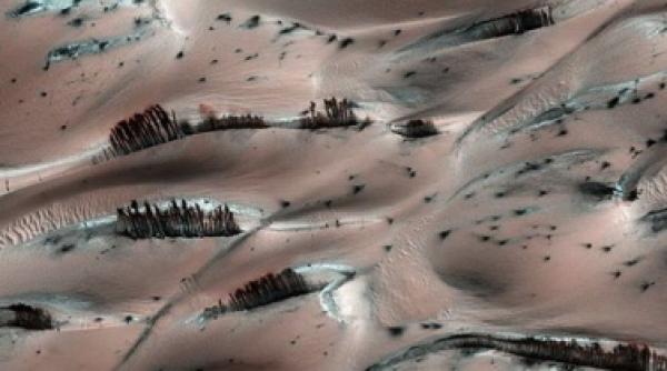 cresc copaci pe marte