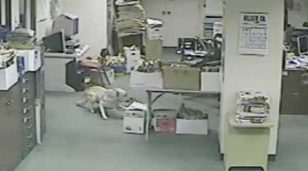 video cainii presimt cutremurele