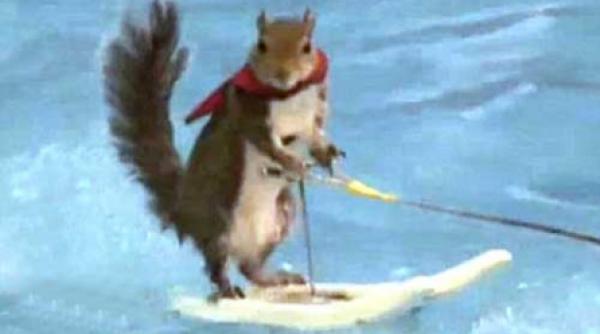 video veverita nautica