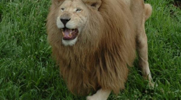 triton fotbalistul caruia nimeni nu are curaj sa i ia mingea