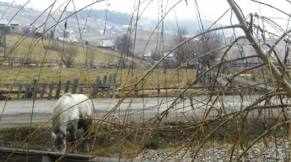 ceata de feciori alai stravechi al zeilor solari