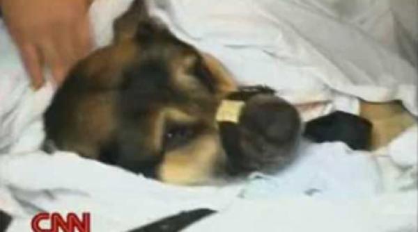 viata pentru un caine video