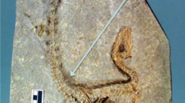 dinozaurii erau portocalii