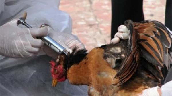 virusul gripei aviare a reaparut in israel