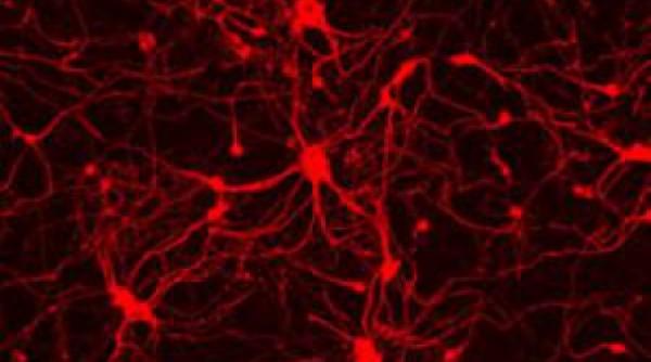 celule din piele de soarece pot fi transformate direct in neuroni functionali