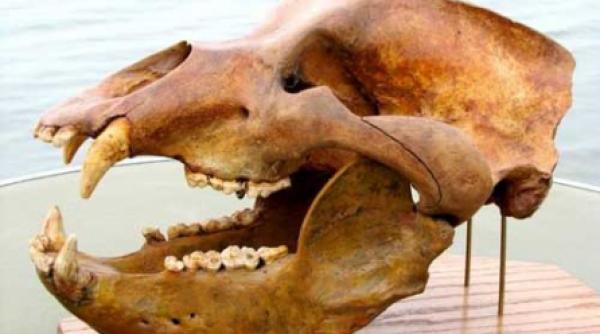 patrimoniul se vinde pe ebay