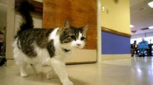 oscar mesagerul mortii