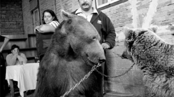 orice ticalos isi poate omori animalul in bataie