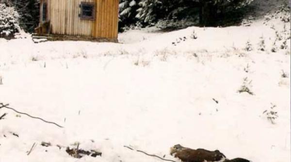 o jalnica vanatoare stiintifica