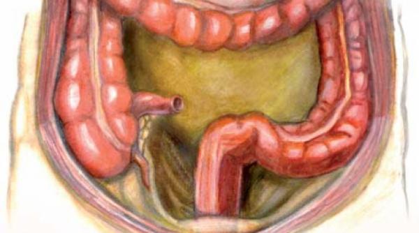 in anul tigrului de metal schioapata plamanul si colonul