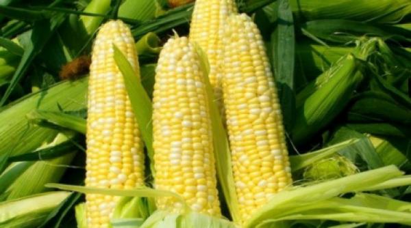 in trei ani fermierii romani au cultivat 44 000 de tone de porumb modificat genetic