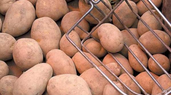 bombe in cultura de cartofi