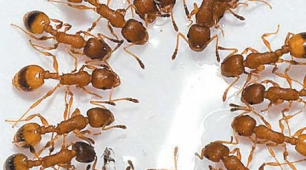 cand stiu ca mor furnicile isi parasesc suratele