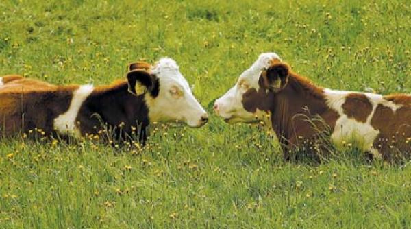 mai multe vaci decat oameni