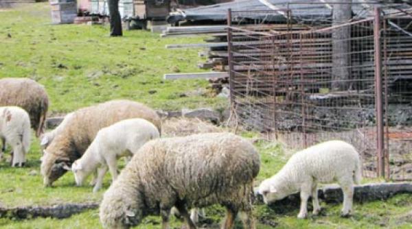 viata lui adrian paunescu povestita de adrian paunescu 31