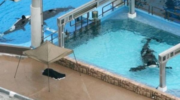 o dresoare de la un parc acvatic din florida a fost ucisa de o orca