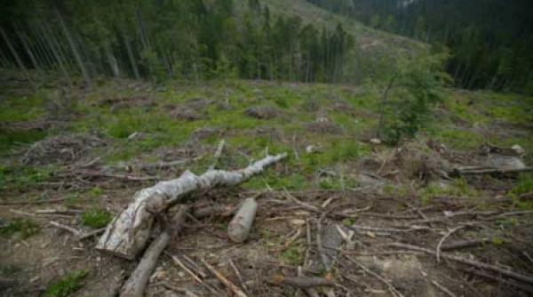 80 000 de hectare de teren au fost defrisate