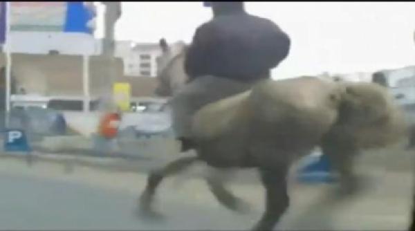 calaretul singuratic galopand pe strazile din cluj napoca