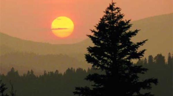 terra trofeul unor infractori onorabili