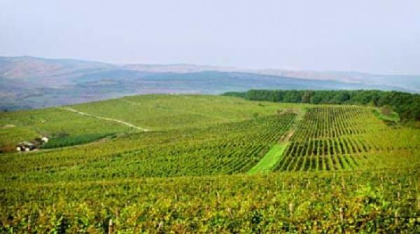 cand vinul a primit coroana