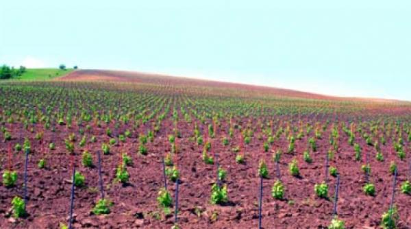 cum se creste vinul bun