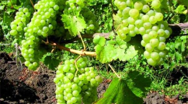 de la cornul de cerb la cupa de spumant