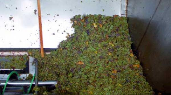 in crama de la jidvei