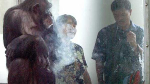 la dezintoxicare cimpanzeul vicios