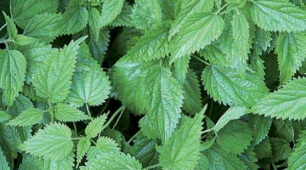 urzica te scapa de anemie