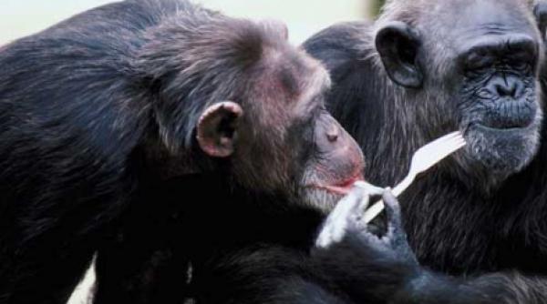 friptura si evolutia