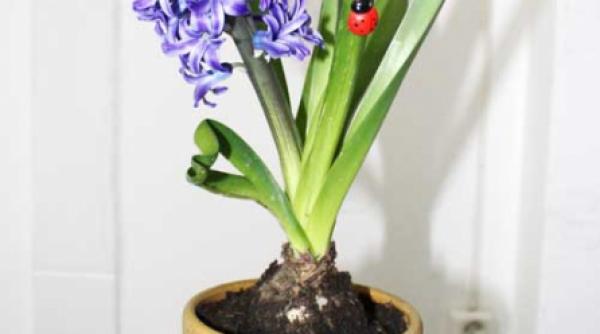 plante de apartament primavaratice