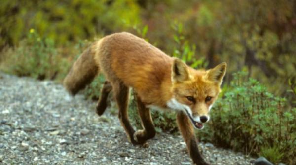 o vulpe turbata a bagat in carantina o localitate din braila
