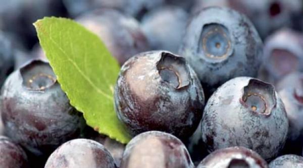 stati cu ochii pe morcov