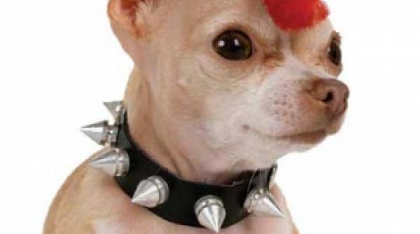 bloodhound gang punk cu lapte batut si jagermeister