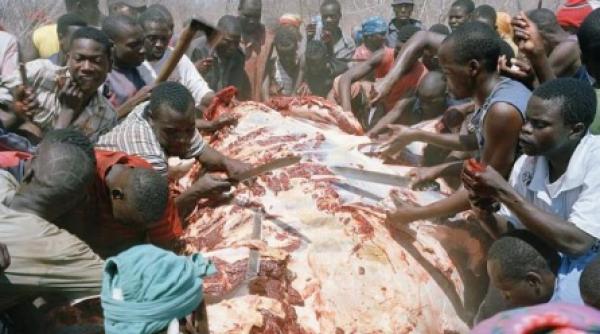 foamete in zimbabwe au ajuns sa manance cadavre de elefanti