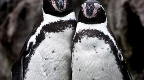 ei sunt cei mai fotogenici pinguini din lume