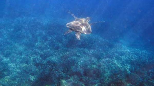 viata secreta a apei