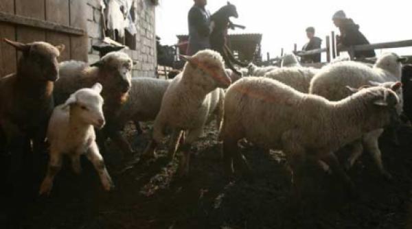 pastele aduce scumpiri la miel