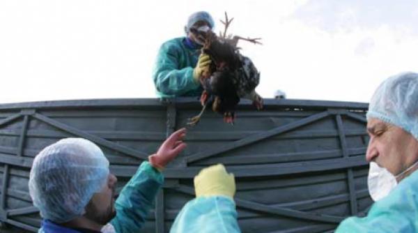 primul caz de aviara la letea