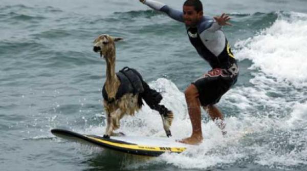 cu lama pe val video