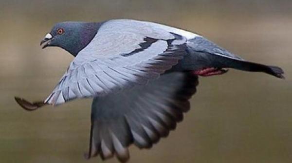 un porumbel de curse a scapat din ghearele unei grupari de infractori romani