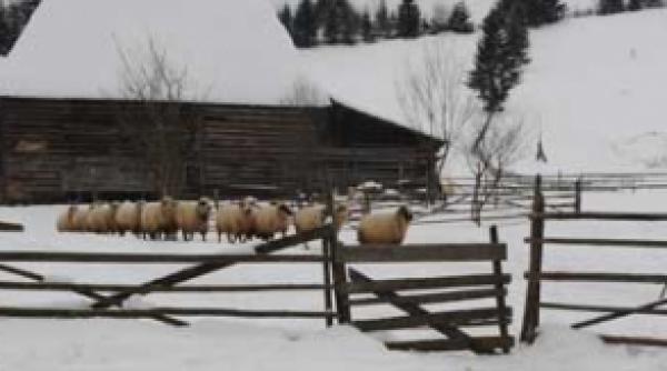 pe urmele vitoriei lipan