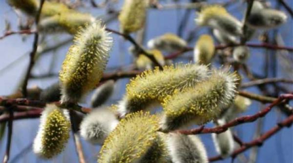 cum puteti petrece sarbatoarea floriilor in bucuresti