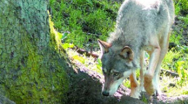 lupi evrei si alti dusmani