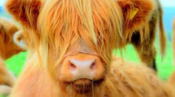 parul care face mere