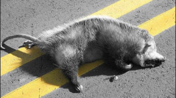 un american beat a incercat sa resusciteze un oposum mort