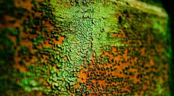 manualul faramitatorilor de suflete