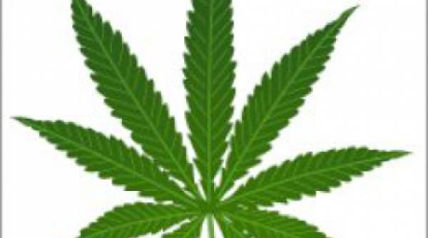 marijuana aproape de a fi legalizata in california