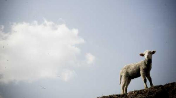 locul unde mielul piere in doua limbi