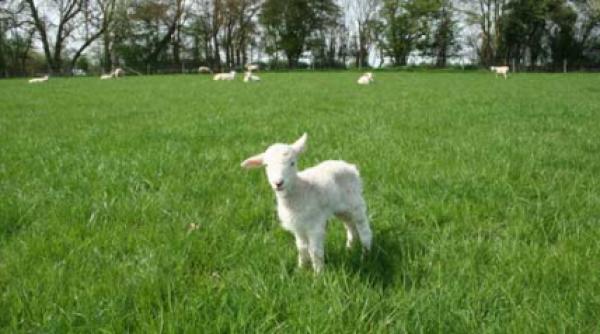 mielul de pasti nu face parte din randuiala bisericeasca